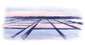 visuel-marais-violet