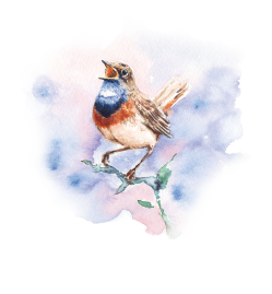oiseau-titre-home